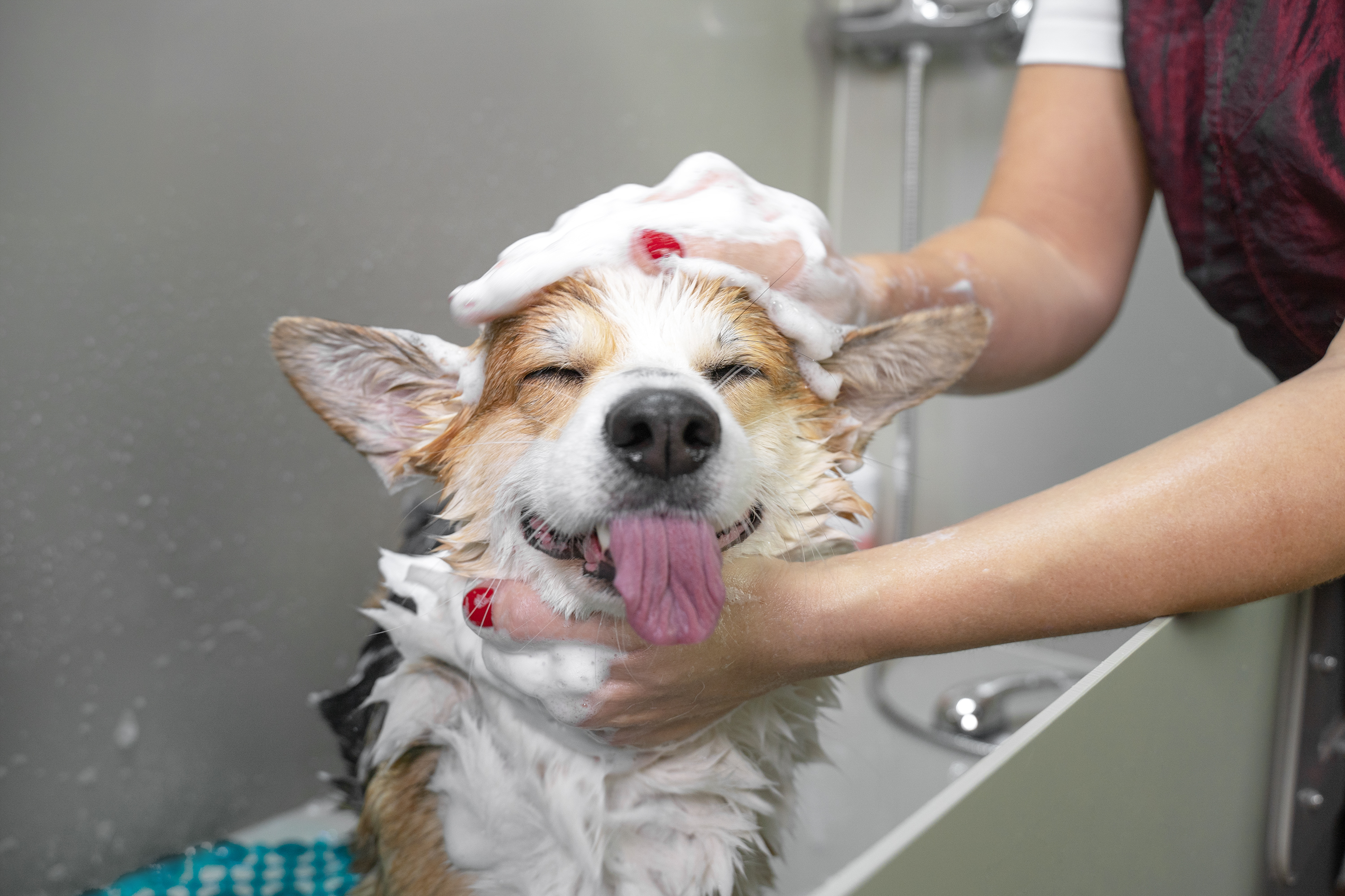 Baño sanitario mascotas