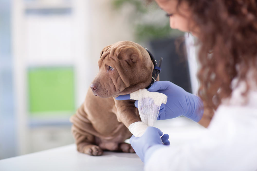 Curación de Heridas Mascotas